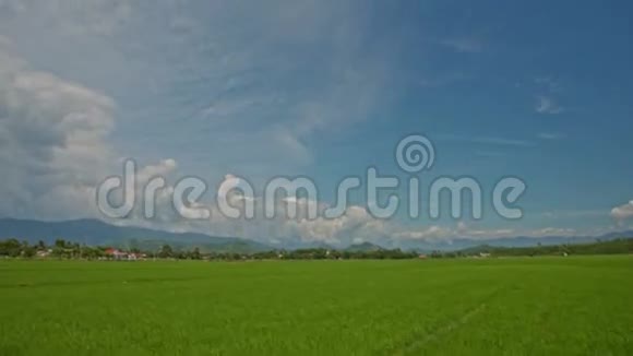 在越南摄像机沿着绿色稻田与天空移动视频的预览图