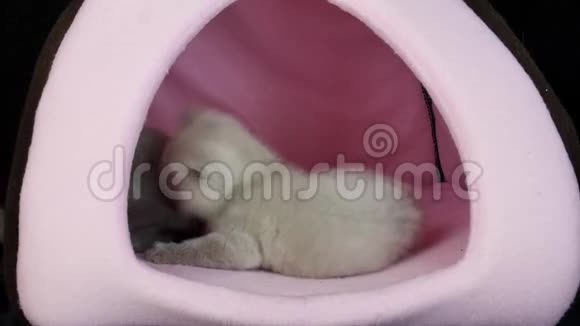 小猫在粉红色的宠物帐篷里玩耍视频的预览图