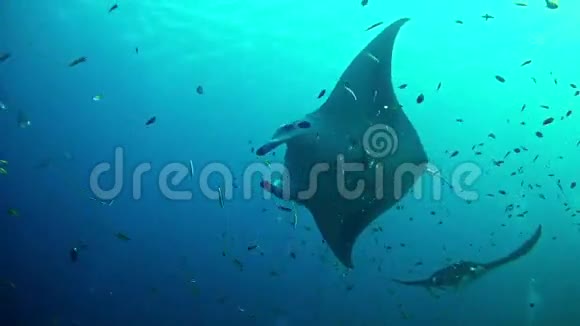 潜水马尔代夫蝠鲼视频的预览图
