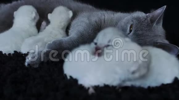 母猫喂她的小猫黑背景视频的预览图