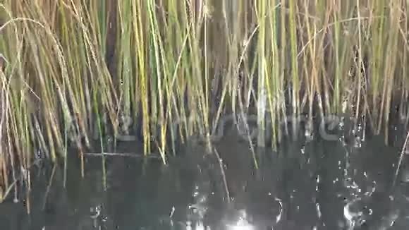 水和突水的自然背景视频的预览图