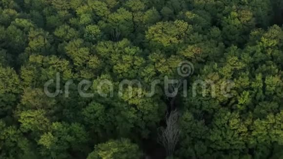 4一片美丽的绿色森林视频的预览图