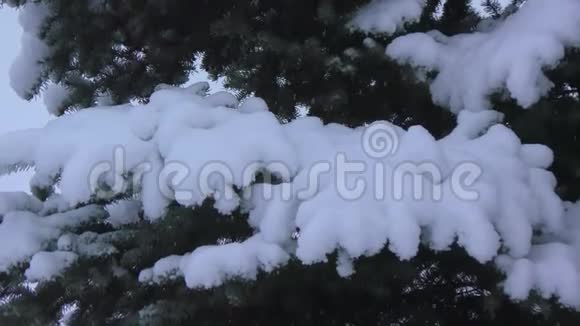 冬天的圣诞树视频的预览图