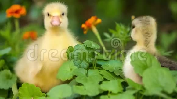 在绿草中可爱的小鹅视频的预览图