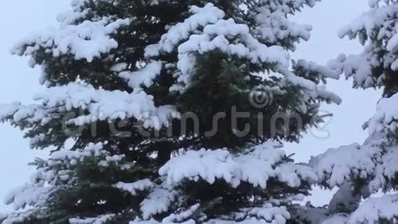 冬天的圣诞树视频的预览图