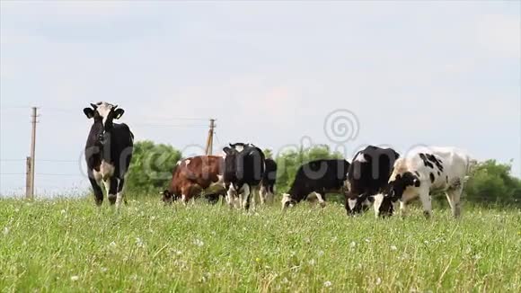 一群小母牛视频的预览图