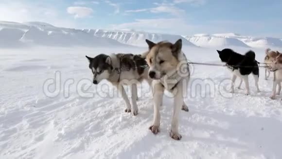 雪橇狗队哈士奇爱斯基摩人在北极白雪皑皑的道路上休息视频的预览图