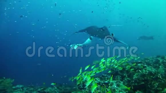潜水马尔代夫蝠鲼视频的预览图