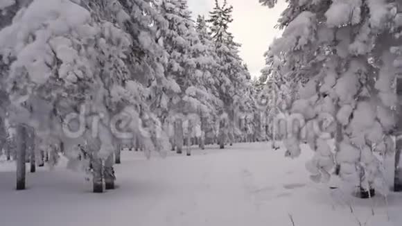 森林中的冬季景观视频的预览图