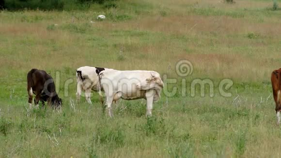 奶牛在草甸放牧视频的预览图