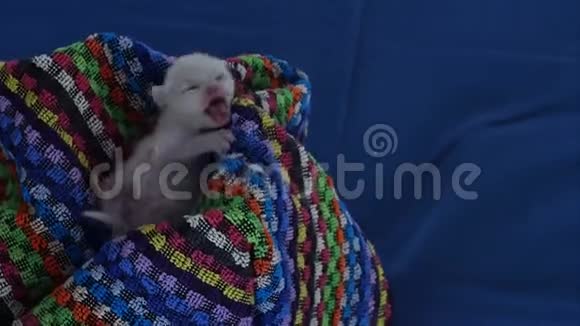 英国北丁香小猫新出生蓝色背景视频的预览图