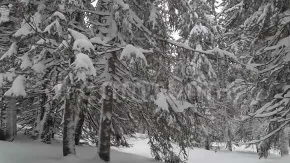 山区的冬季松林视频的预览图