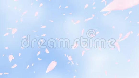 飘落的粉红色玫瑰花瓣或樱花在蓝天上弹簧慢动作高清动画特写背景模糊视频的预览图