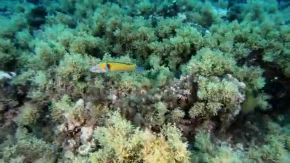 海洋生物地中海珊瑚礁中的绿色小鱼视频的预览图