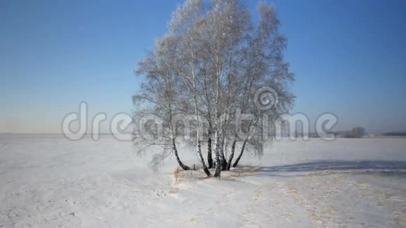 冬季乡村公园有雪的树木视频的预览图