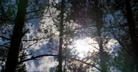 阳光透过树叶滑块射击视频的预览图