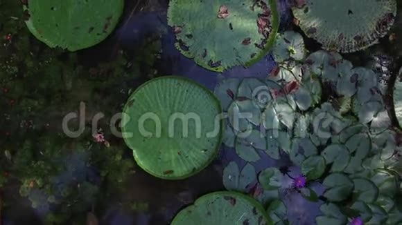 在巴西贝伦杜帕拉的维多利亚亚马西亚热带雨林花卉视频的预览图
