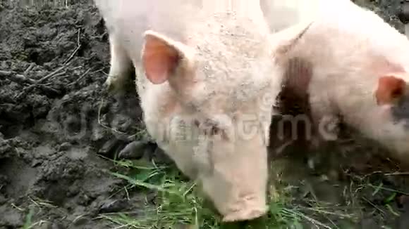 年轻的粉红色小猪和老棕色小猪在草地上吃新鲜的青草视频的预览图