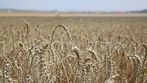 麦田栽培植物黑麦与美丽的金小穗视频的预览图