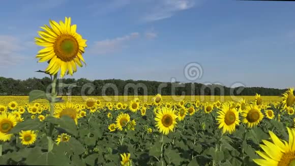 一片盛开的向日葵的田野常见的向日葵海莲花视频的预览图
