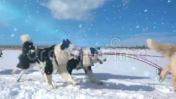 狗所驾驭的狗会滋生带有人的哈士奇拉力雪橇慢动作视频循环视频的预览图