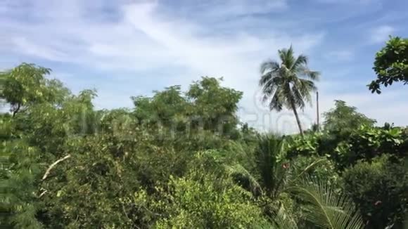 热带雨林视频的预览图