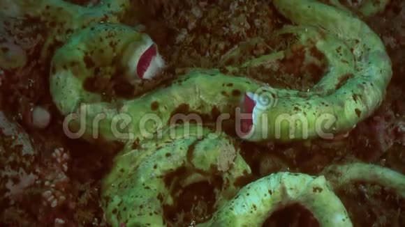 海底生物羽球虫视频的预览图