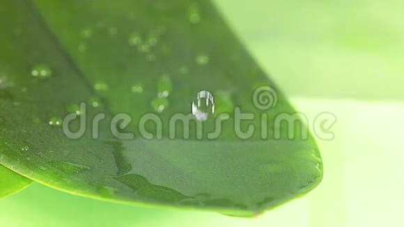 水滴落在叶子上视频的预览图