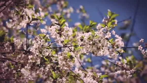 盛开的春天花园里美丽的花朵视频的预览图