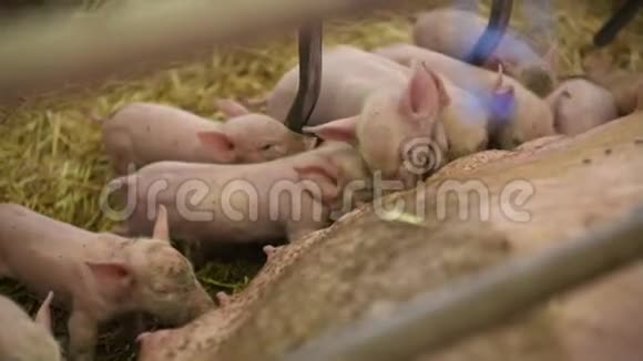 畜牧场上的猪养猪业小猪在稳定视频的预览图