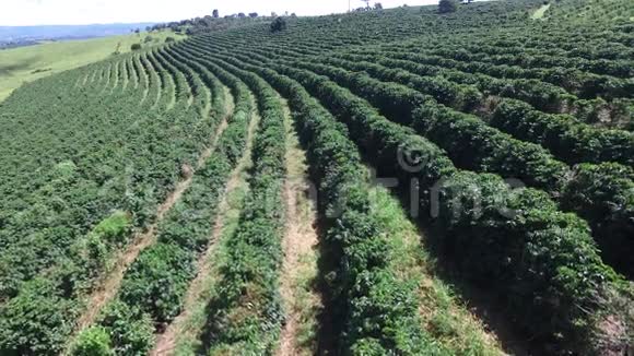 巴西晴天的咖啡种植园咖啡植物视频的预览图
