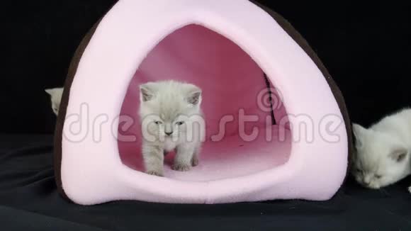 小猫在粉红色的宠物帐篷里玩耍视频的预览图