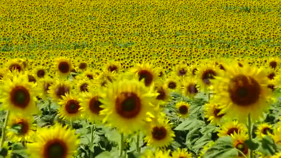 一片盛开的向日葵的田野常见的向日葵视频的预览图