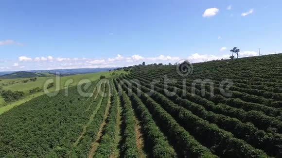 巴西晴天的咖啡种植园咖啡植物视频的预览图