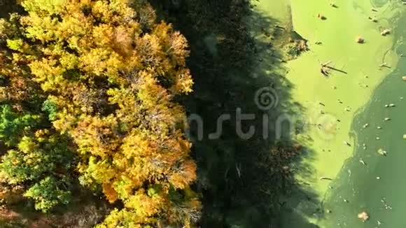 秋天的自然景观飞越黄叶视频的预览图