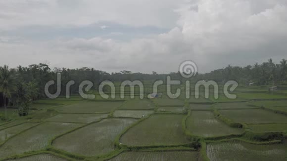 巴厘岛4KDran飞行绿色稻田视频的预览图