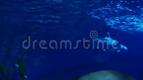 美丽的异国情调在水族馆里看到鱼水下场景3840x2160视频的预览图