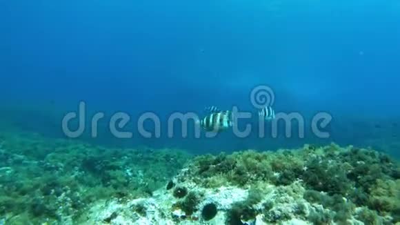 帝王鱼在珊瑚礁中游动视频的预览图