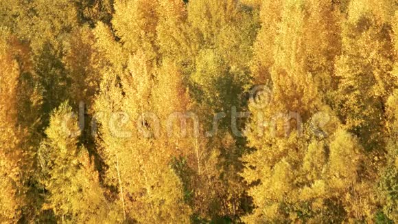 森林里的黄树视频的预览图