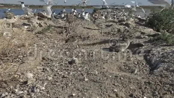 桑地三明治沙岛上一大群燕鸥中的幼鸟视频的预览图