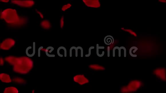 落在黑色背景下的红色玫瑰花瓣视频的预览图