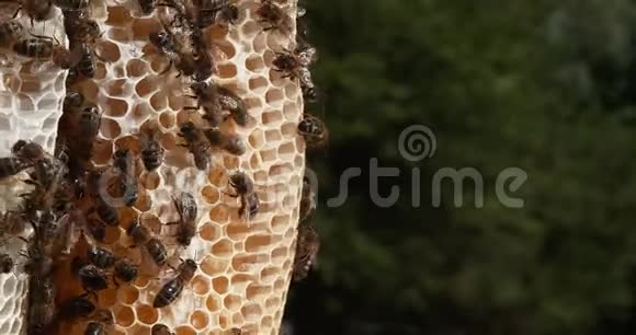 欧洲蜂蜜蜜蜂意大利蜜蜂野雷蜜蜂阿尔维鲁斯蜜蜂诺曼底实时4K视频的预览图