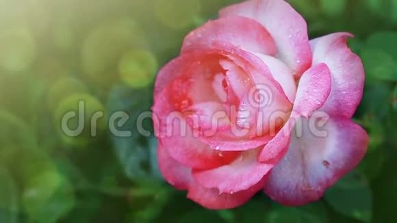粉红色玫瑰与水滴隔离在绿色背景上视频的预览图