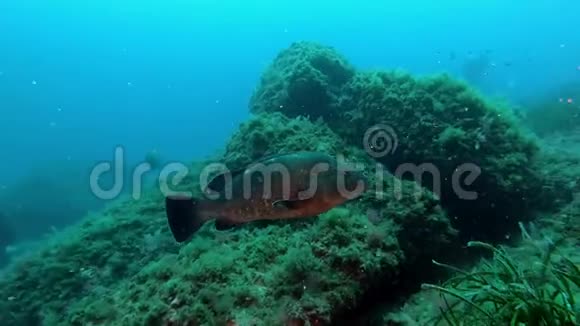 地中海海洋生物水下石斑鱼视频的预览图