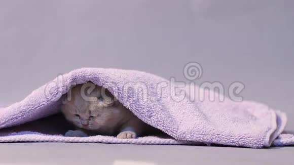 小猫在毛巾下视频的预览图