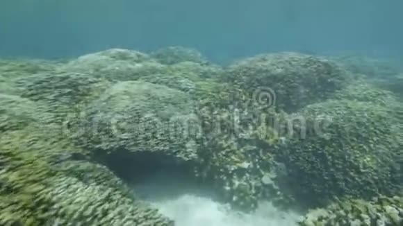 珊瑚礁在水下视频的预览图