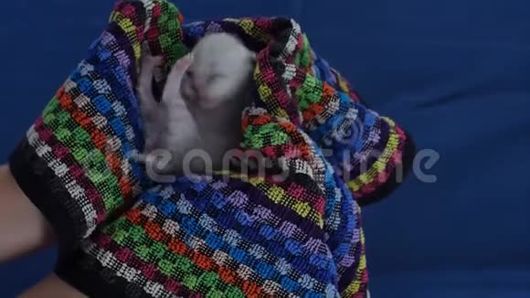 英国北丁香小猫新出生黑色背景视频的预览图