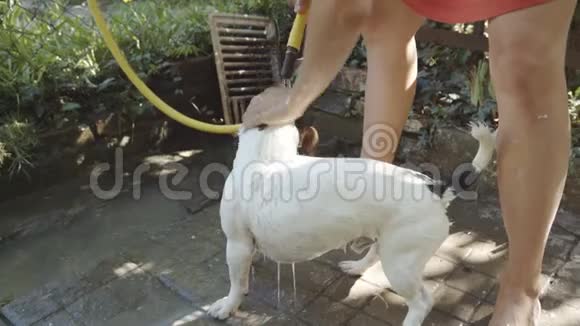 女人洗澡的小狗视频的预览图