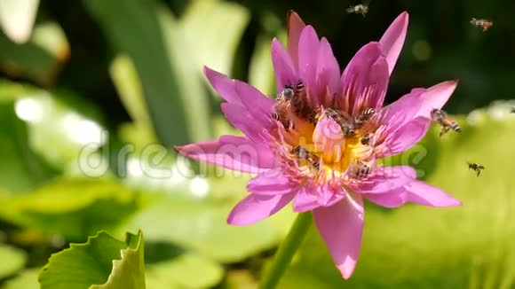 在泰国的一个荷塘里蜜蜂飞来采集盛开的紫色睡莲深处的花粉莲花流视频的预览图