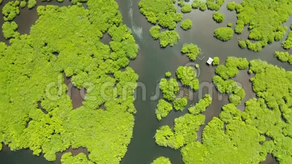 鸟瞰红树林和河流视频的预览图
